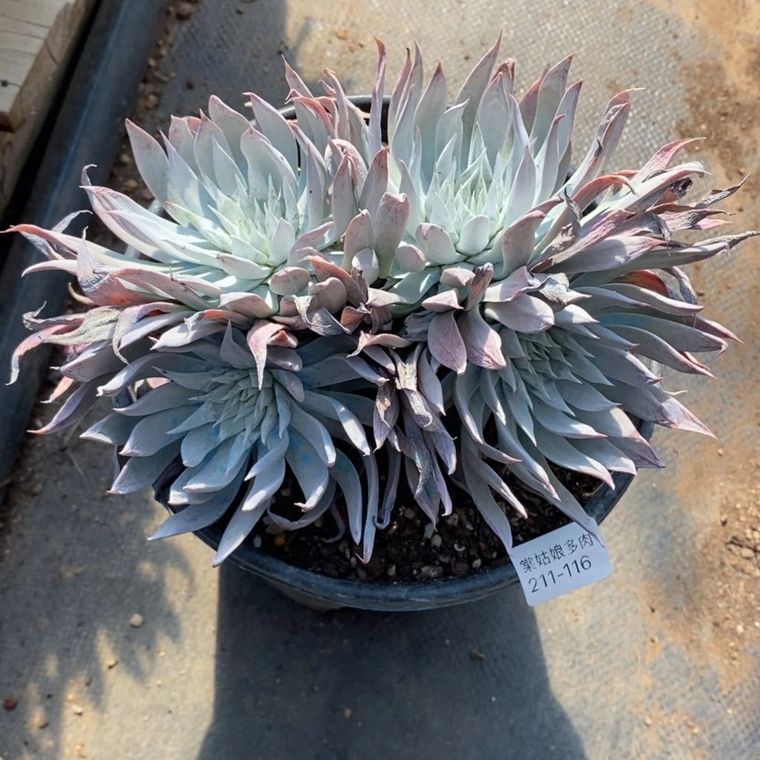 116号法瑞杂粗腿子