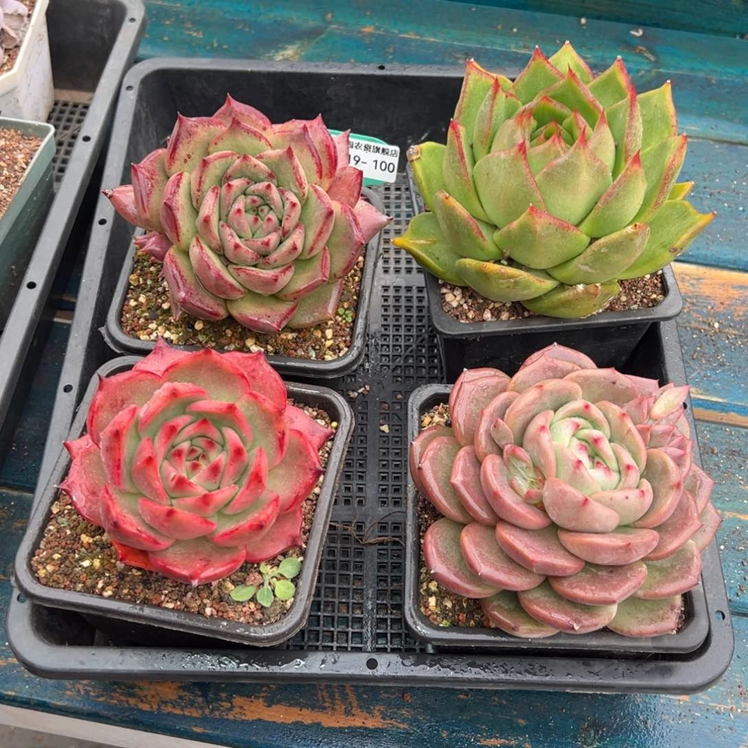 从前慢多肉精选编号0119.100