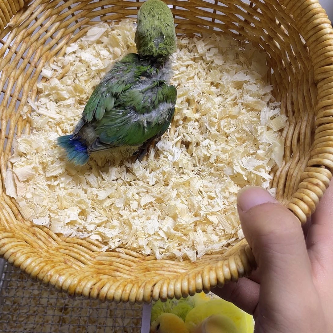 桃脸牡丹鹦鹉绿金面