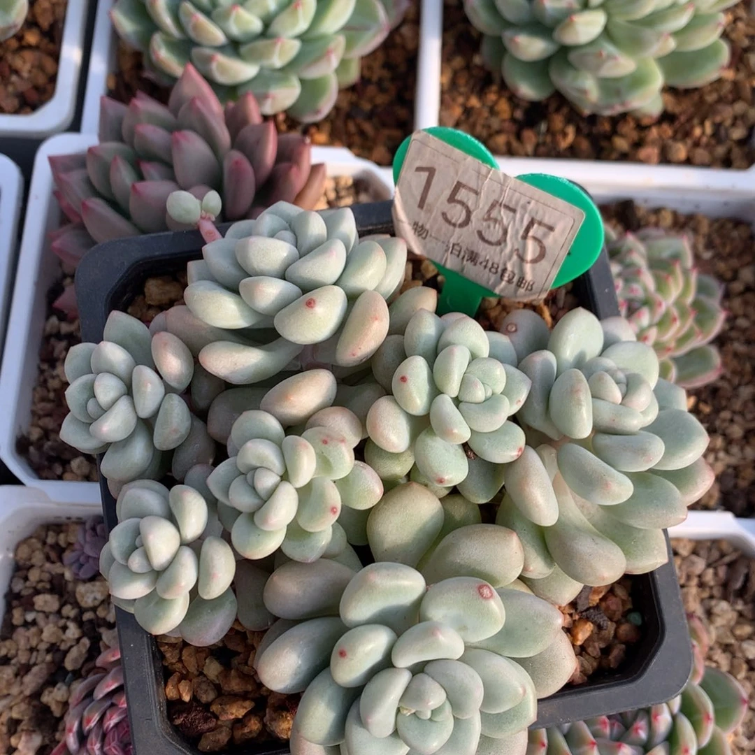 泡泡糖无砍平头1555