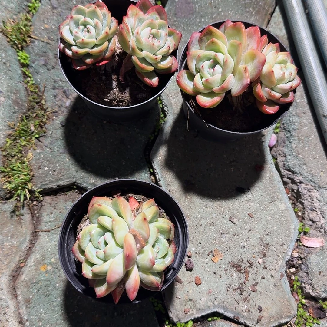 奶油泡芙多肉植物精品