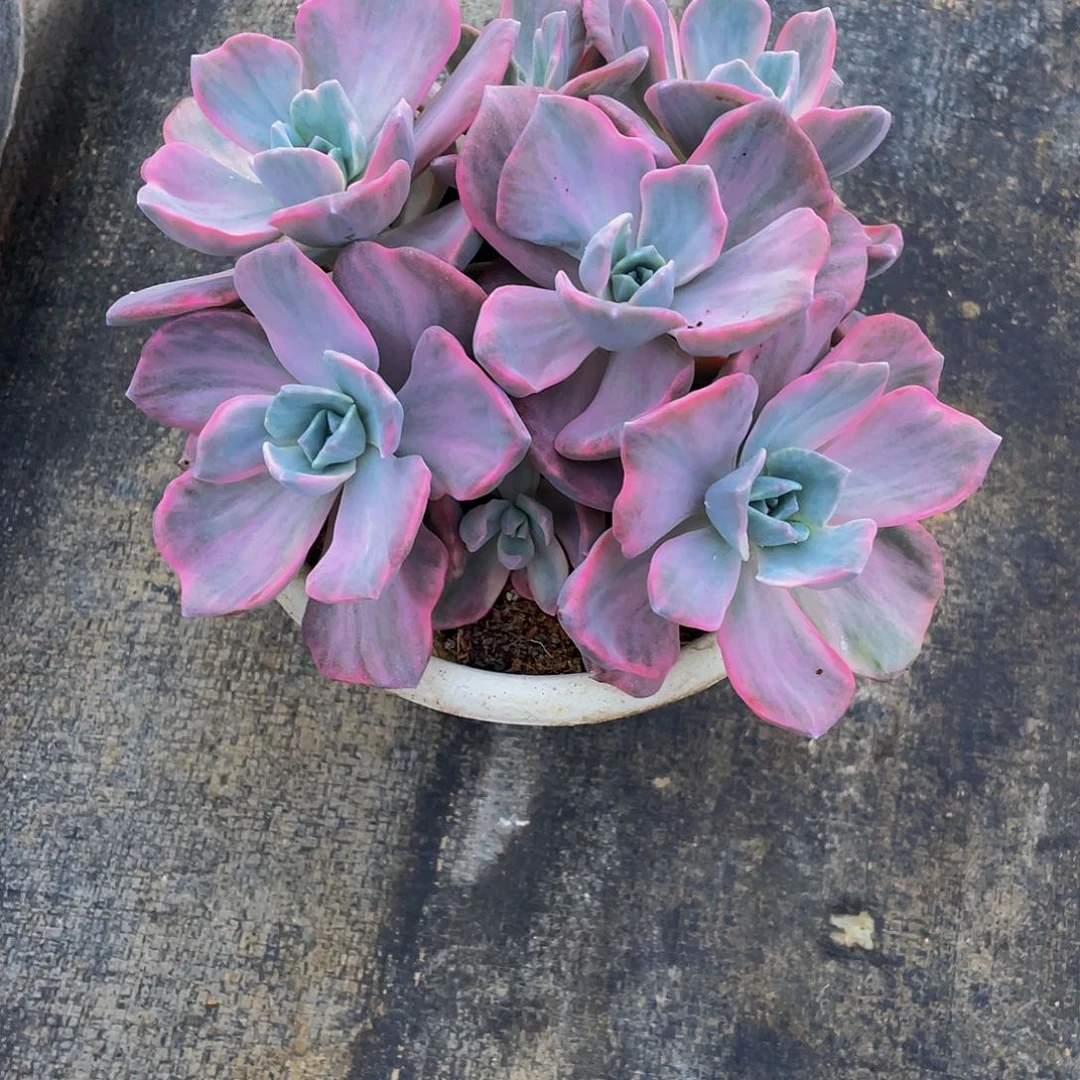 落***俗彩虹糖锦多肉植物群