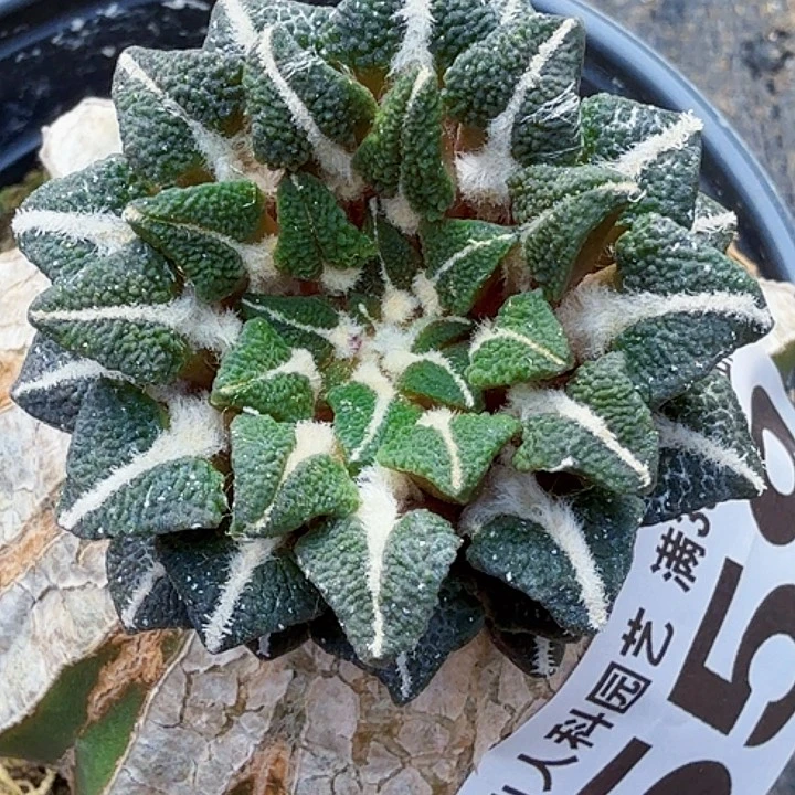 无花朵苗接颗粒黑559
