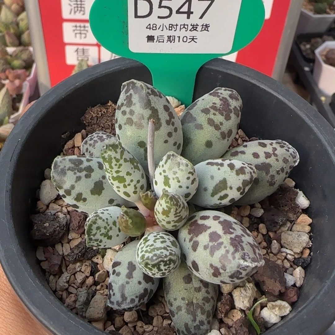 呼***啦代金36。      547。