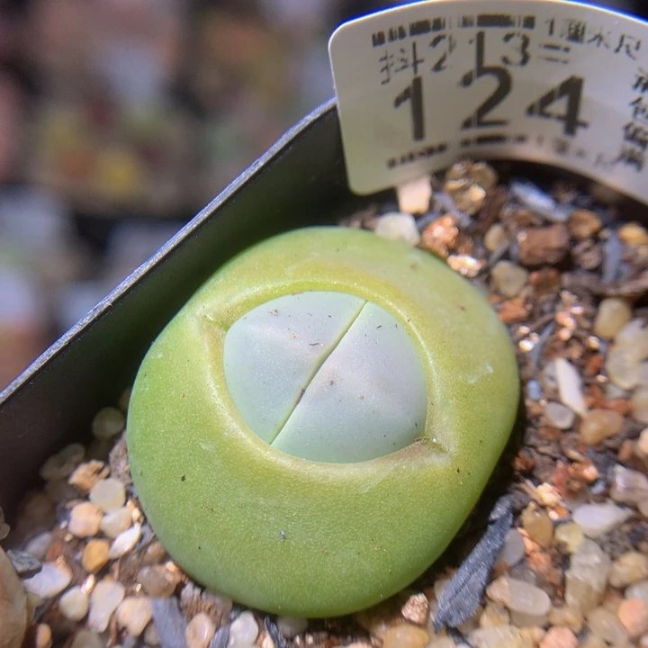 精品生石花213.124