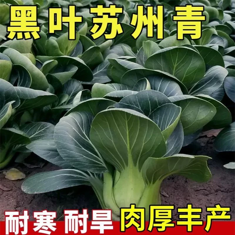 矮脚黑叶苏州青种子耐寒青菜种子上海青小油菜秋季抗寒蔬菜种子