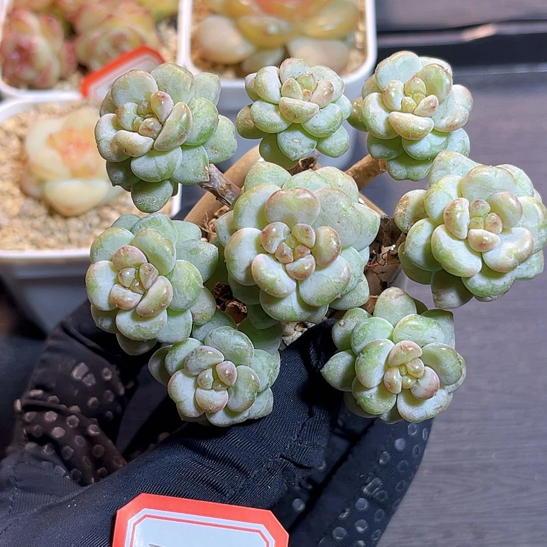 F455一物一拍 阳光玫瑰