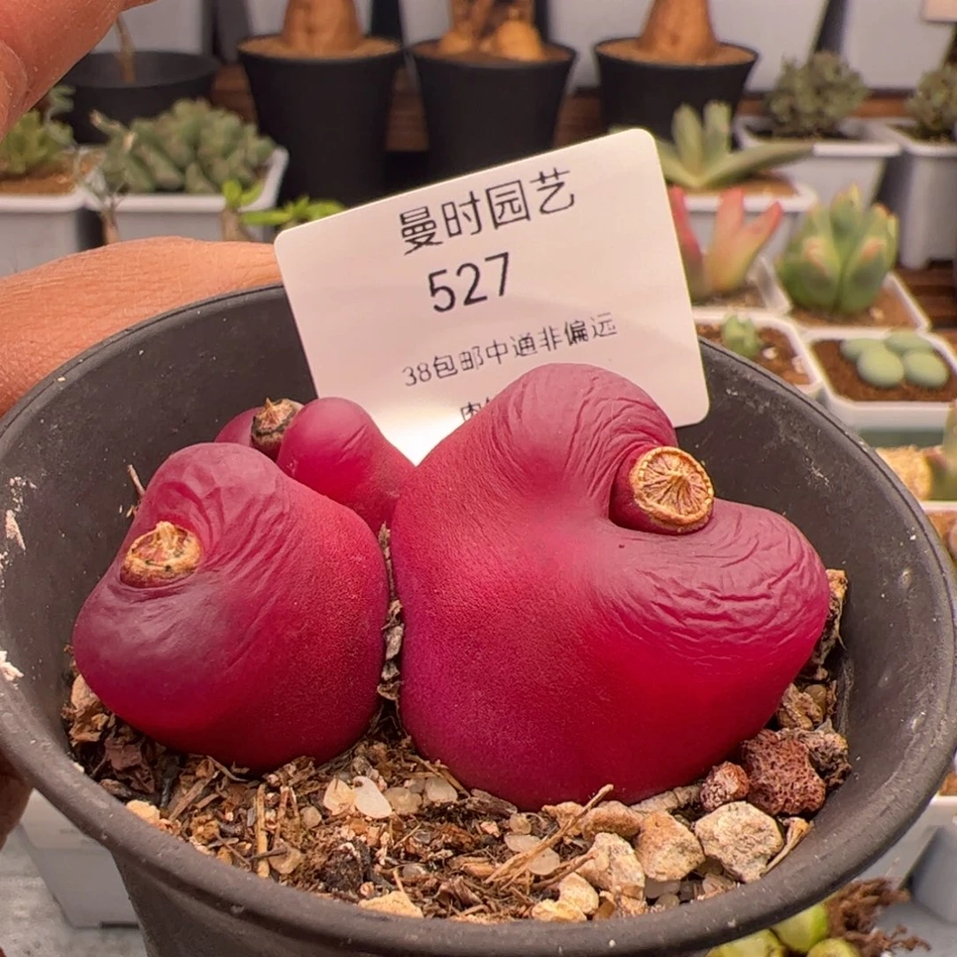 3.8福利毛多肉植物527