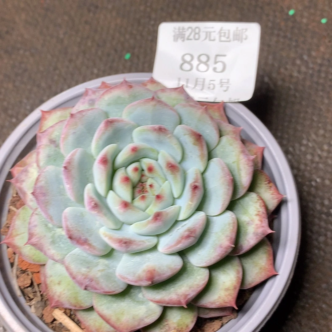 【闪购商品】云885号