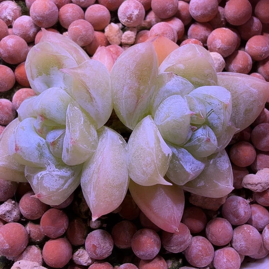 精控白泽一物一拍