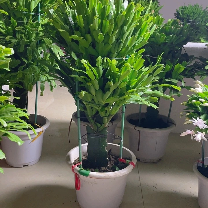 完全开放麒麟室内花卉