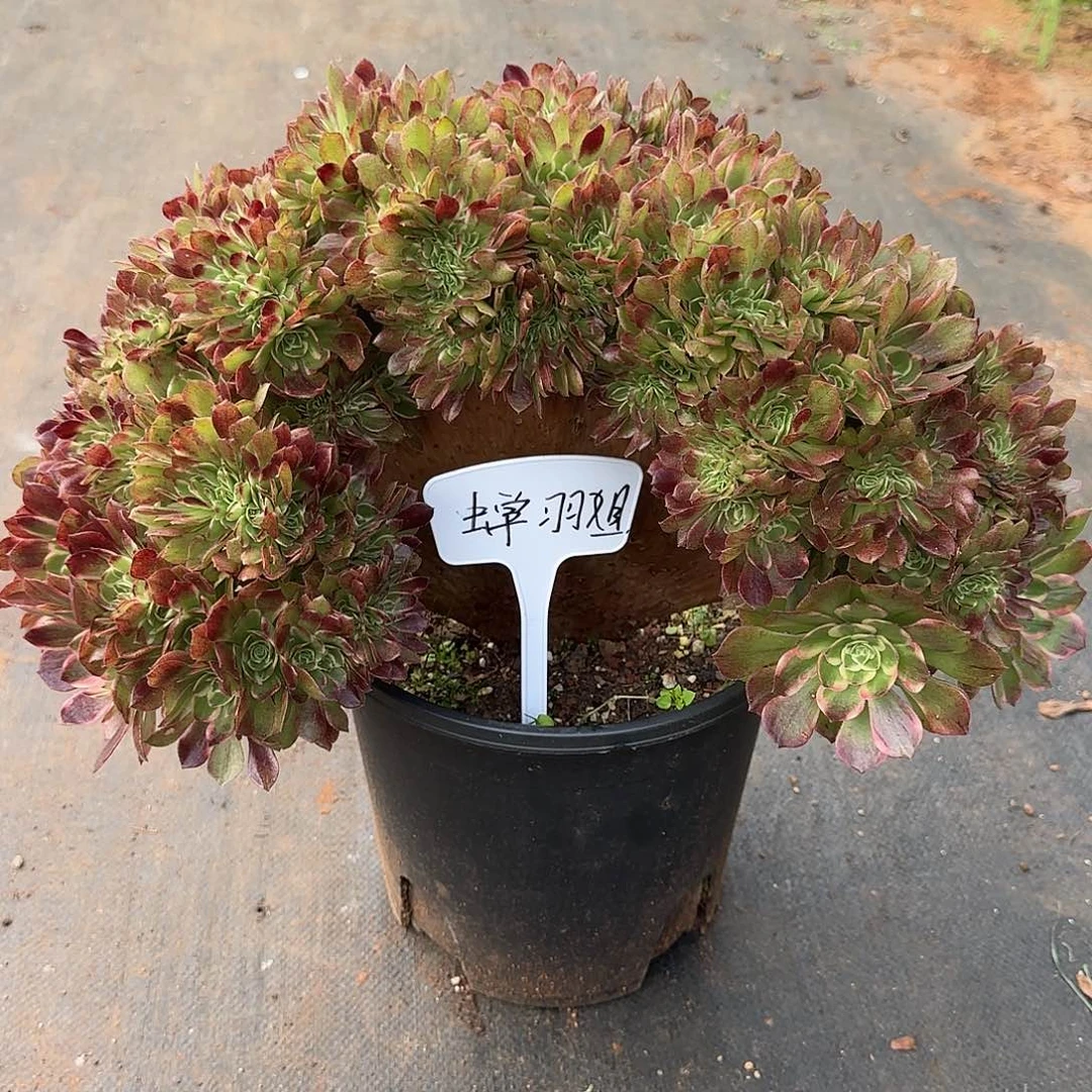 小****888  补发 海王七彩法师