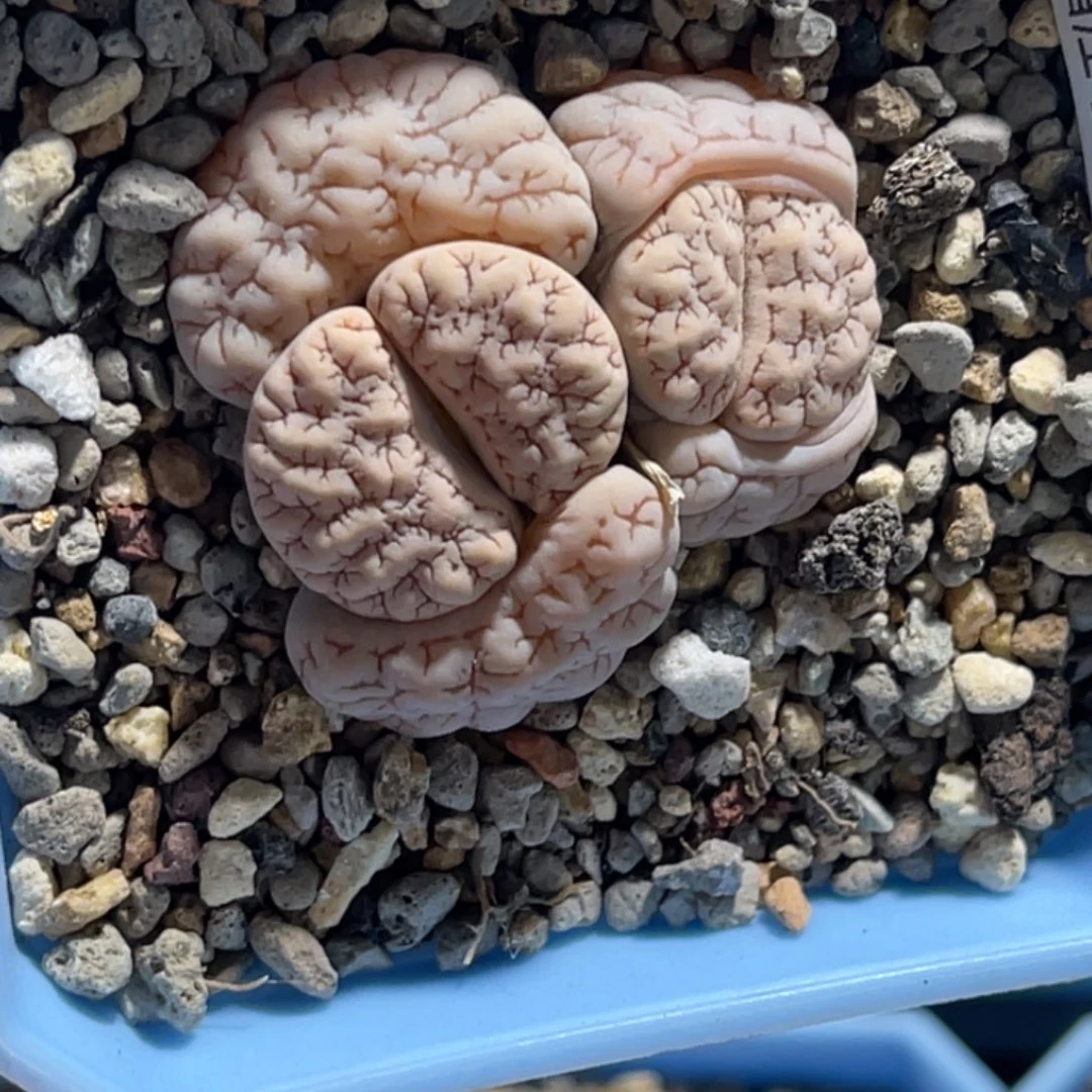 冬***眠3624双头荒玉1专拍的