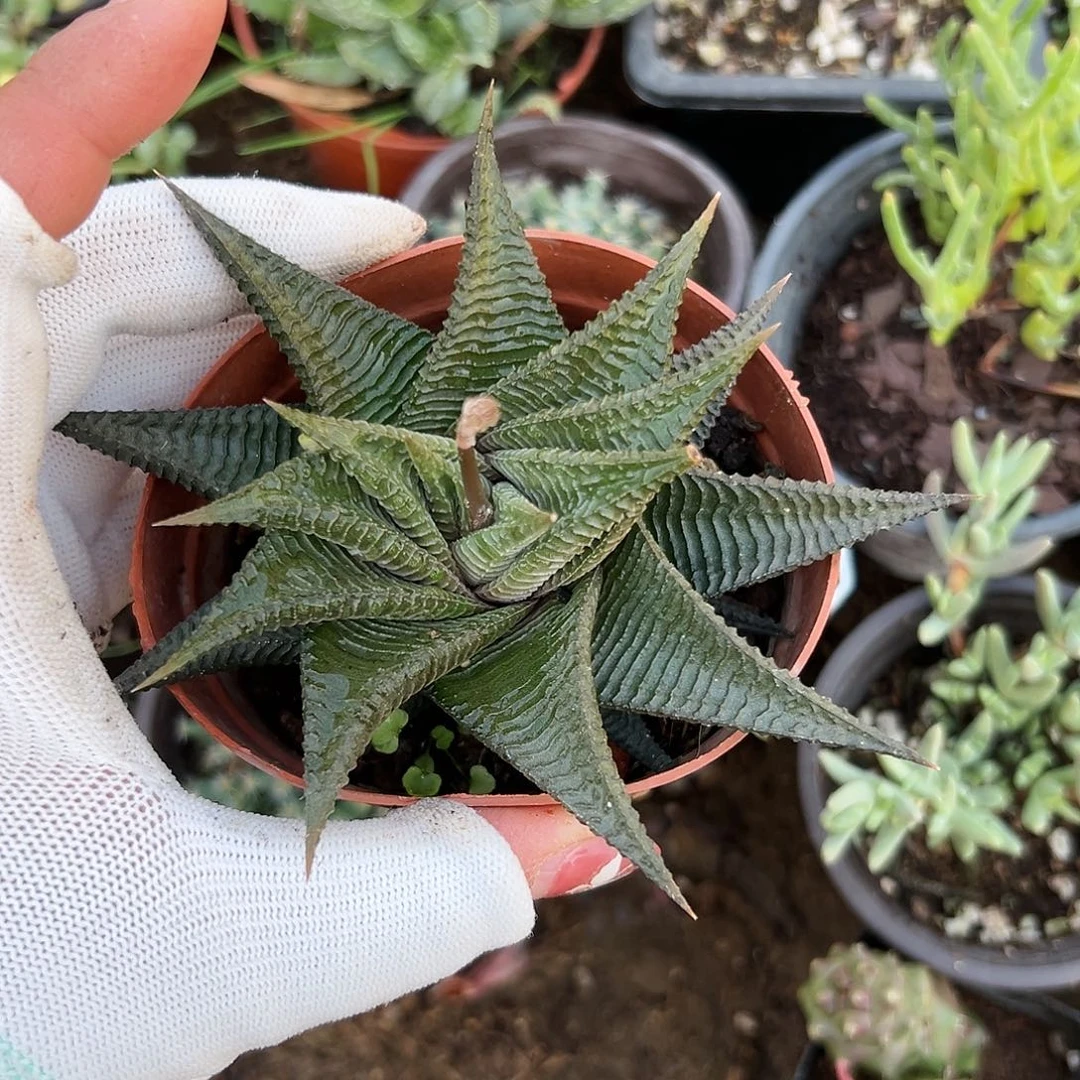 多肉植物琉璃殿单头