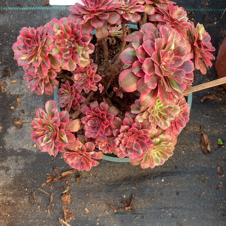 662铜花顺多肉植物特价