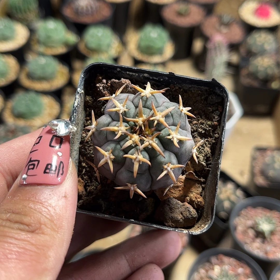 中猫爪单头发货单头发