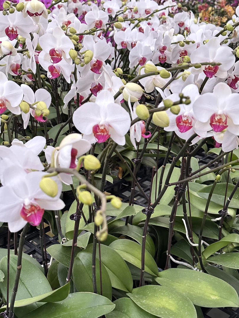 鲜花【一见钟情】蝴蝶兰室内种植观赏送礼带花发货