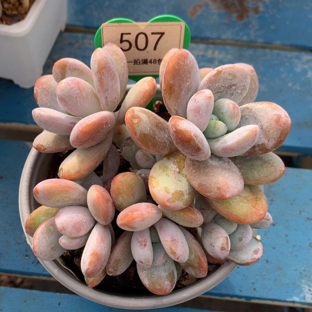 雪美人老桩无砍507