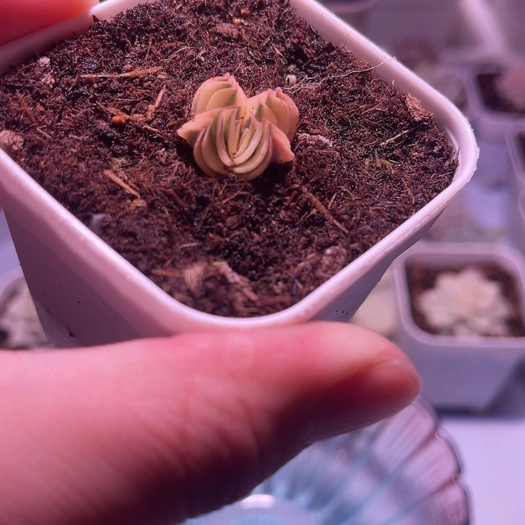 方塔锦植物一物一拍