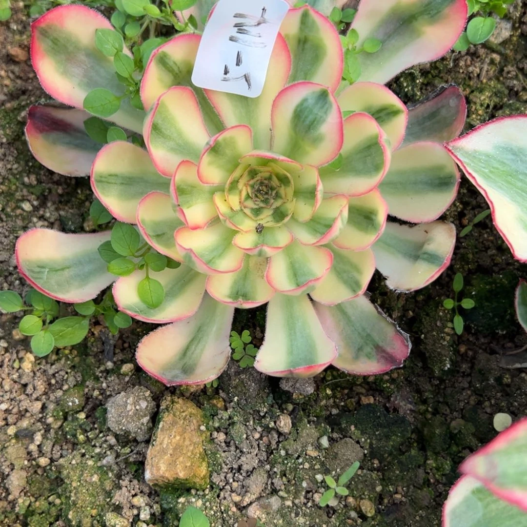 114爱丽丝多肉多肉多肉多肉