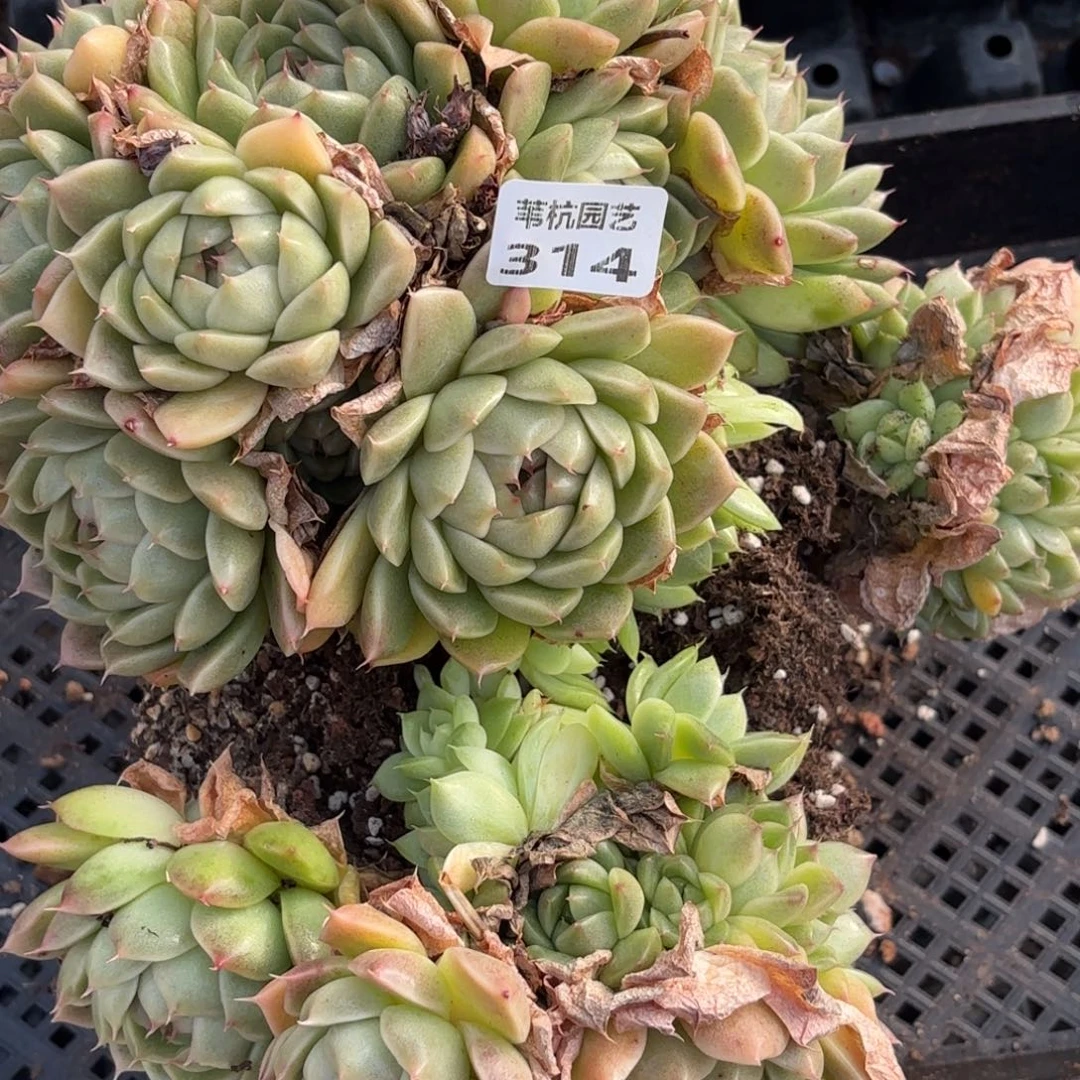 用***6314补货中最爱用这几件套装