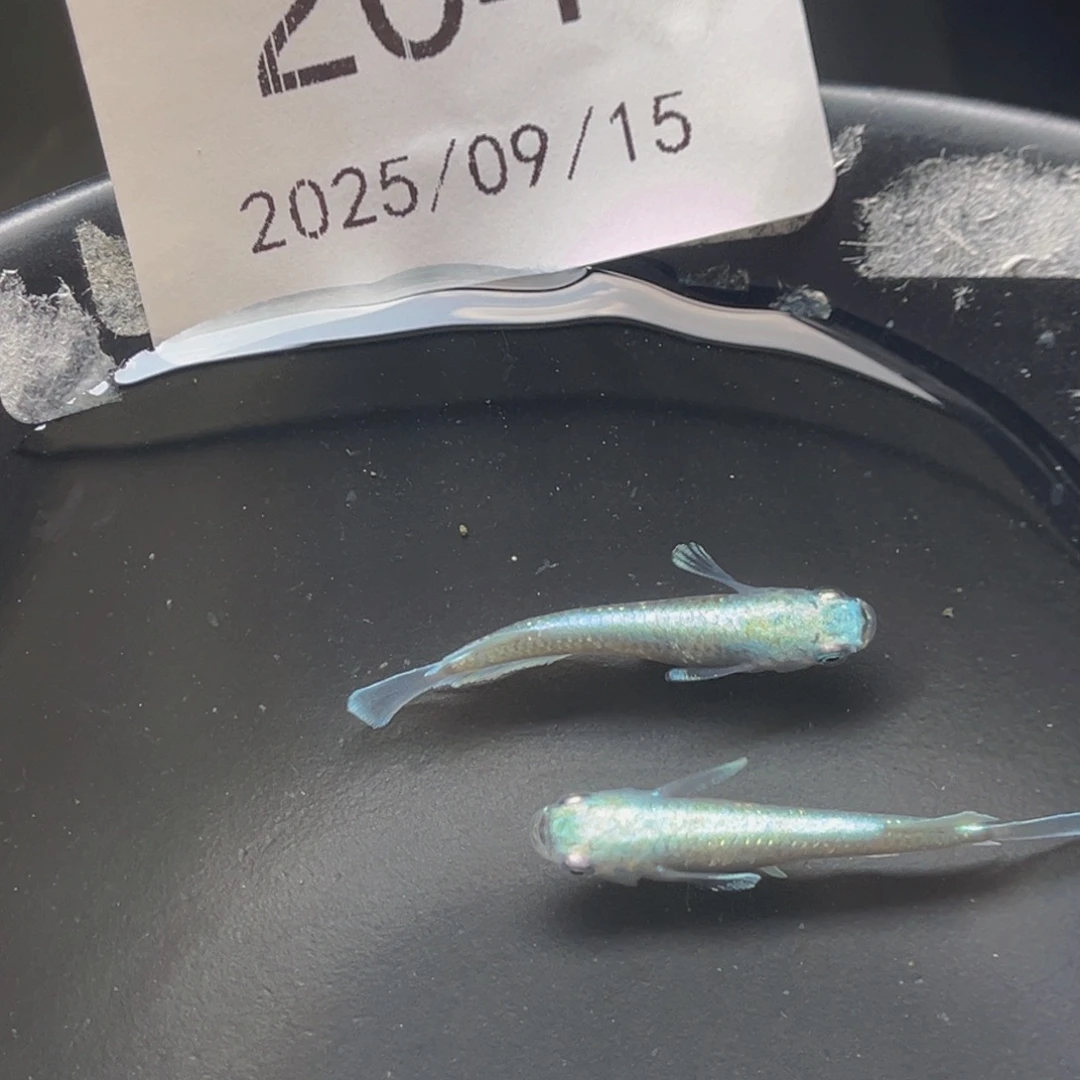 青鳉204玛利亚宽鳍一对