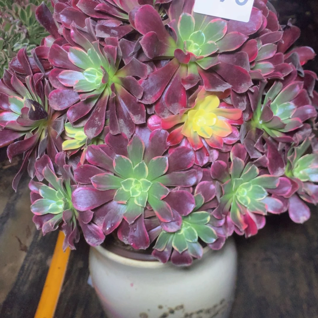 薇590金丝雀多肉植物