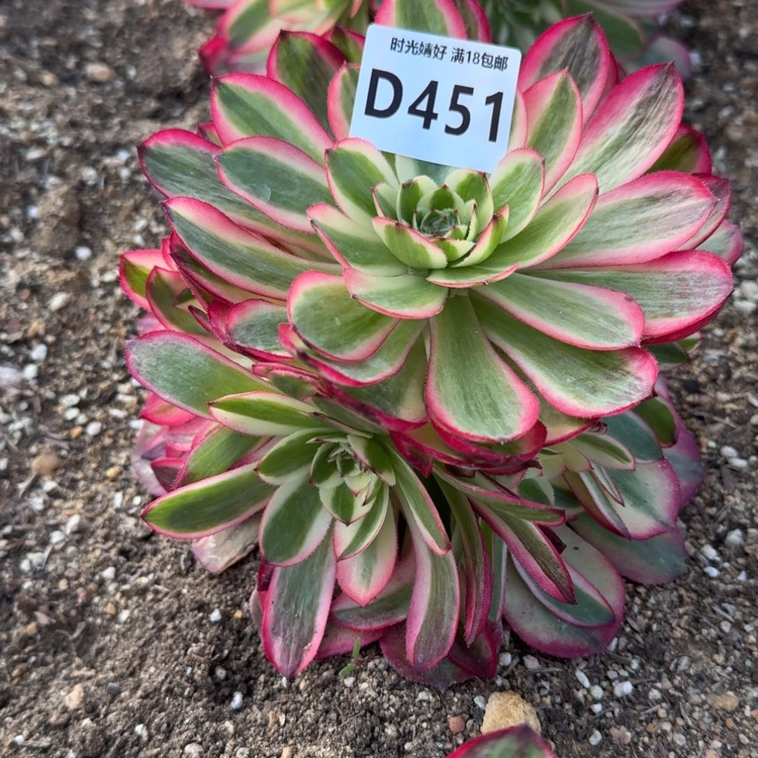451荔枝多肉植物