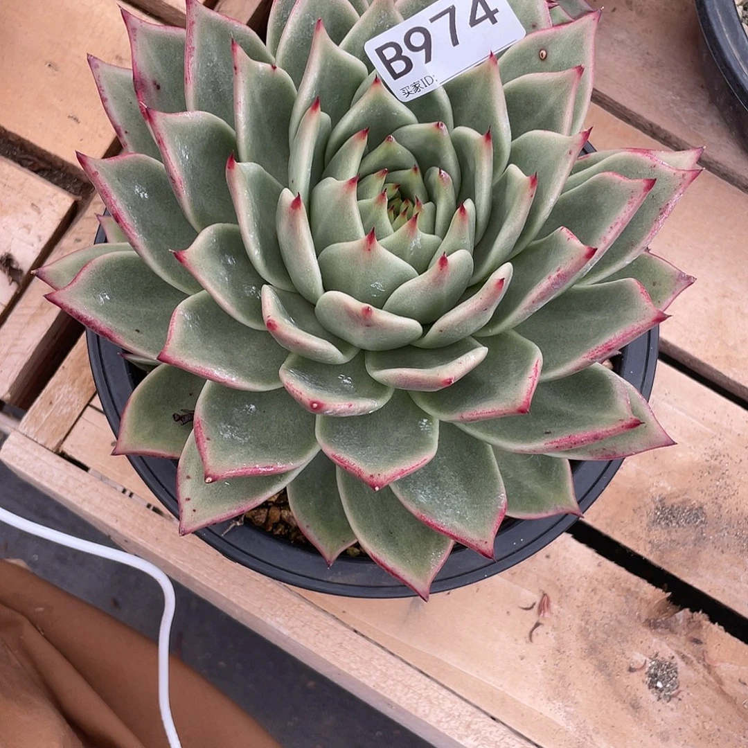 若如东云单拍B974