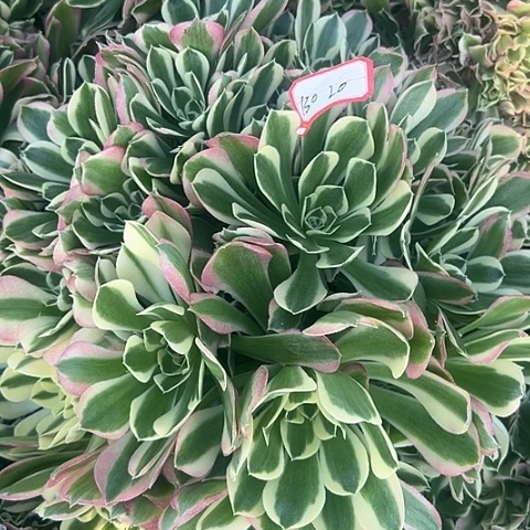 多肉雨花石130不包断枝