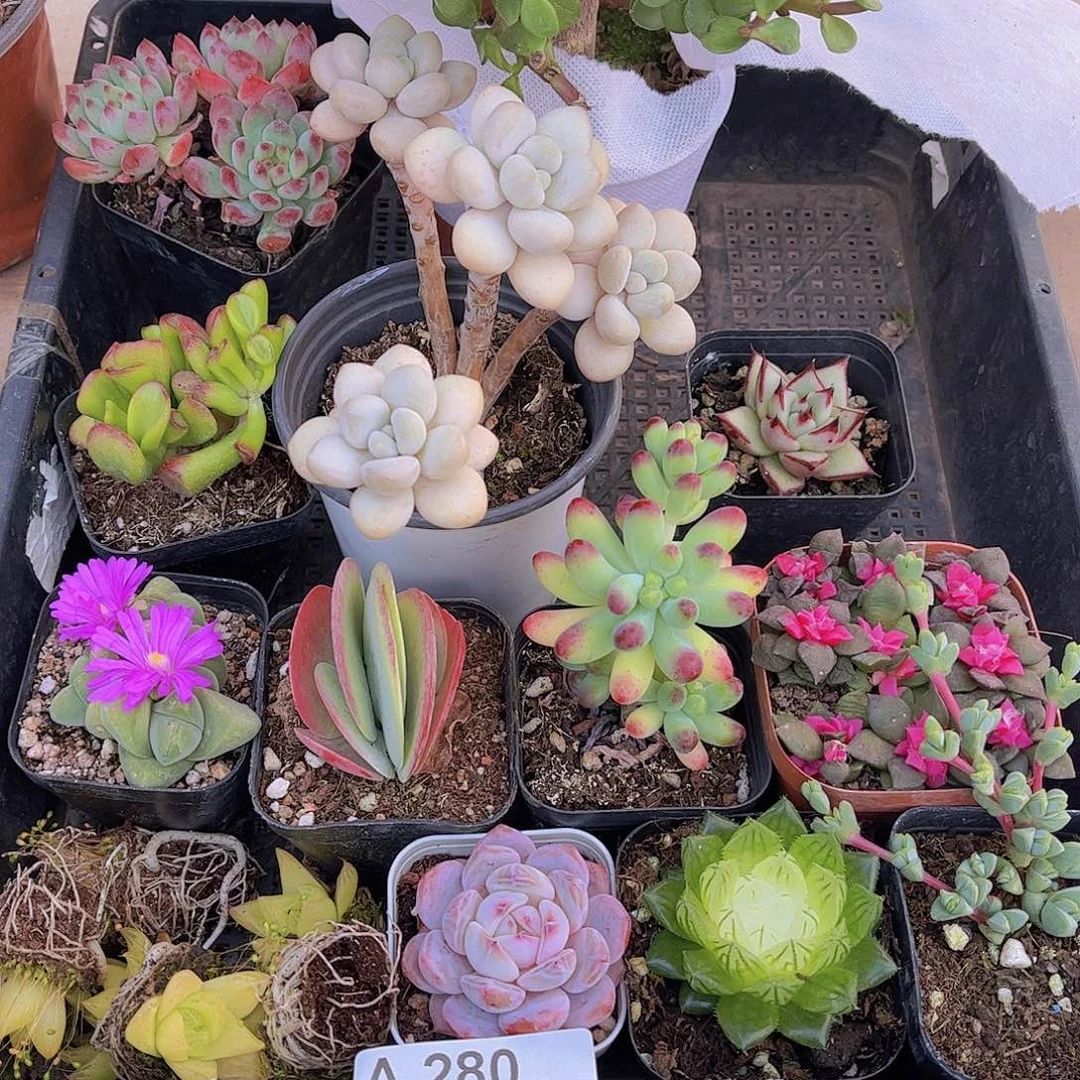多肉280多肉植物