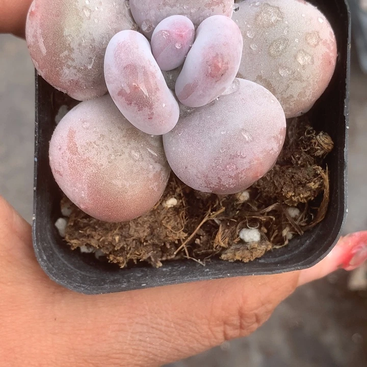 芭比。（满9.99包邮不满9.99发叶子）