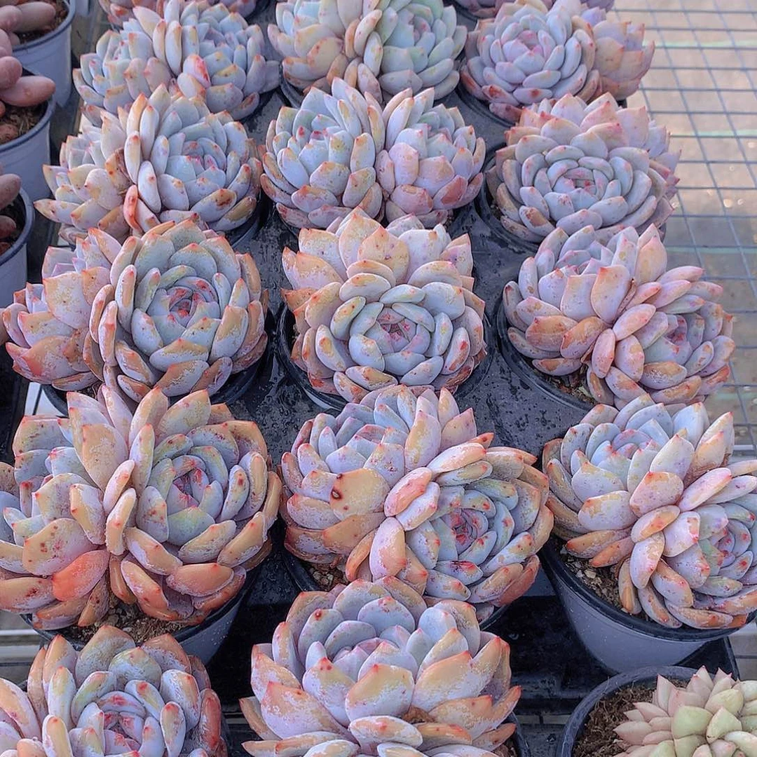 双头天使橙233556789990