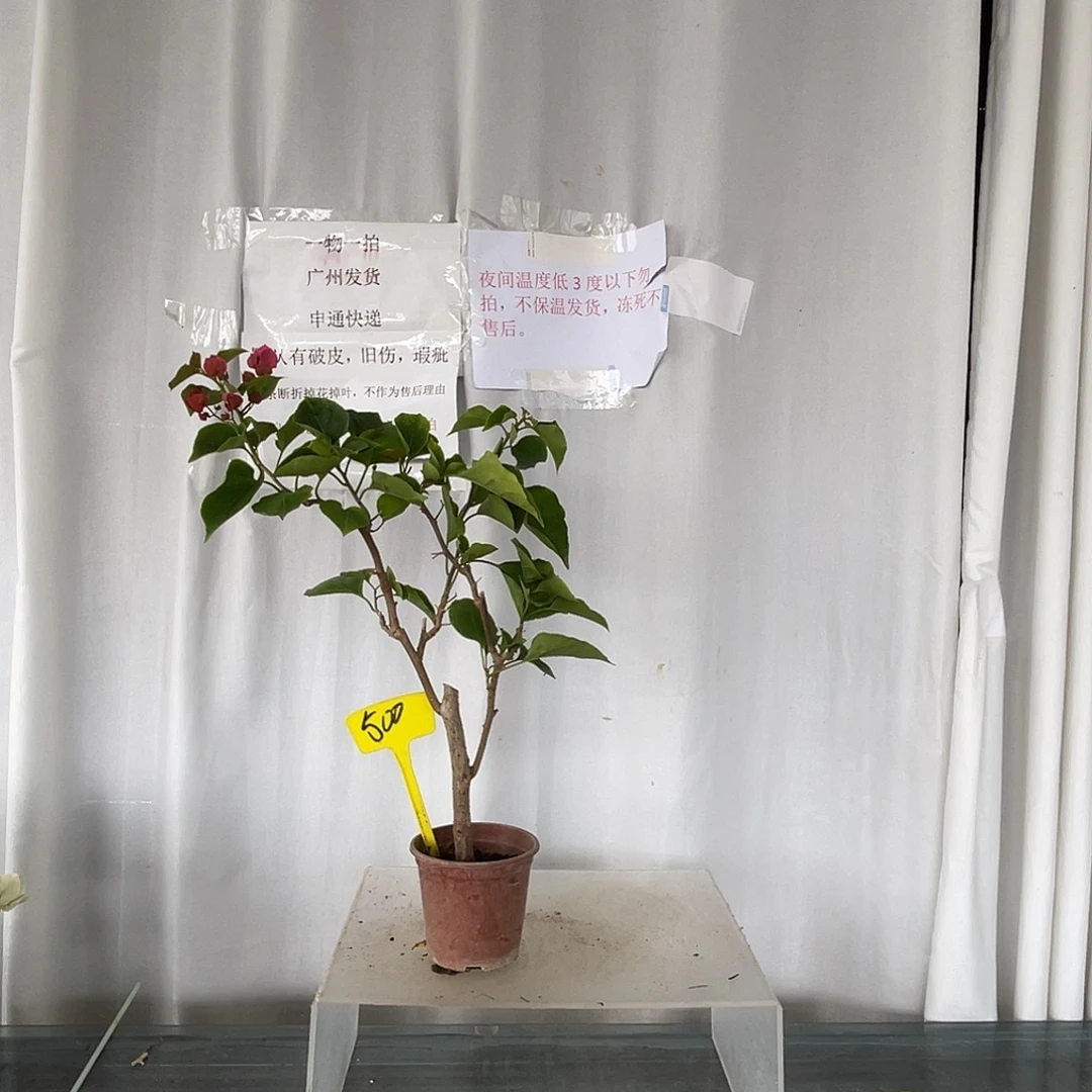 当前无花栽培后可以开花500画报