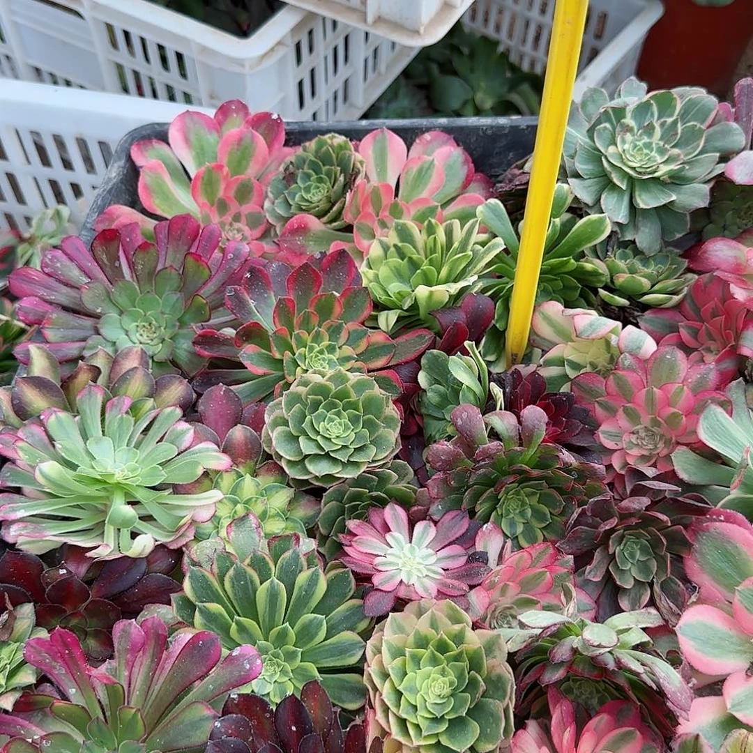 4-760--+多头多肉各种各样