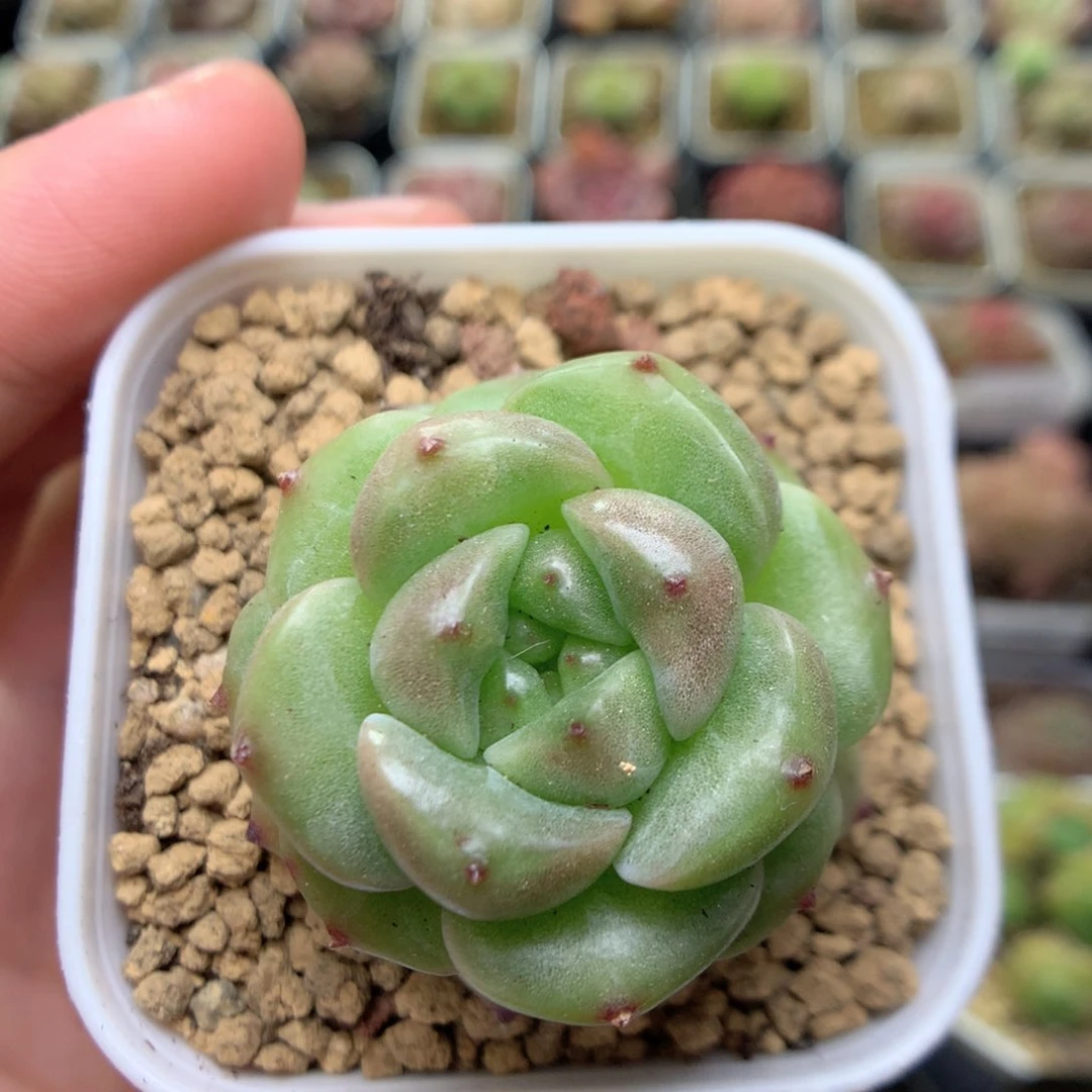 E140灯泡珍妮优选y y y