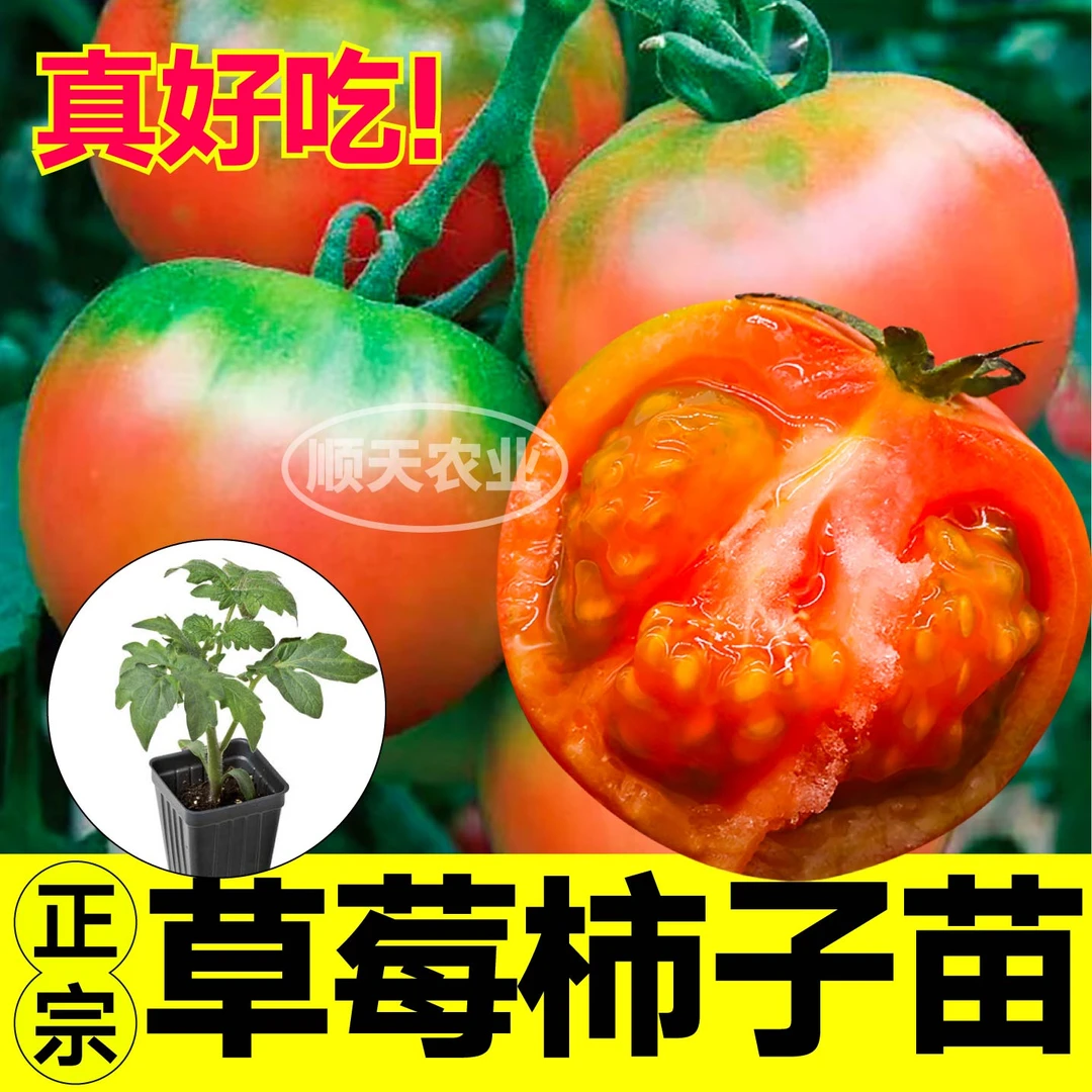 真好吃草莓柿子秧苗正宗东北铁皮柿子水果番茄绿肩西红柿种苗盆栽