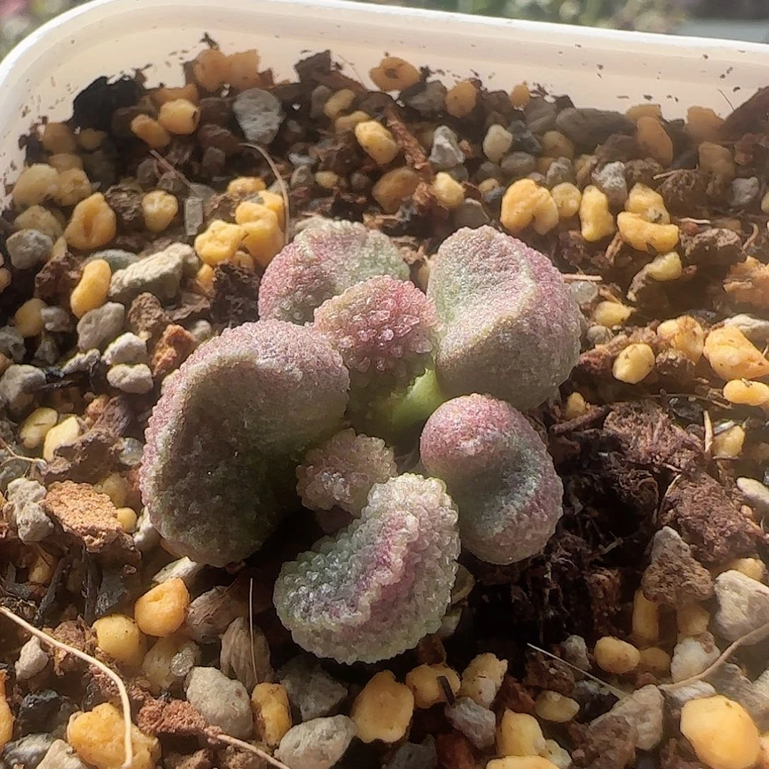 无花朵实生水泡 出售整盆