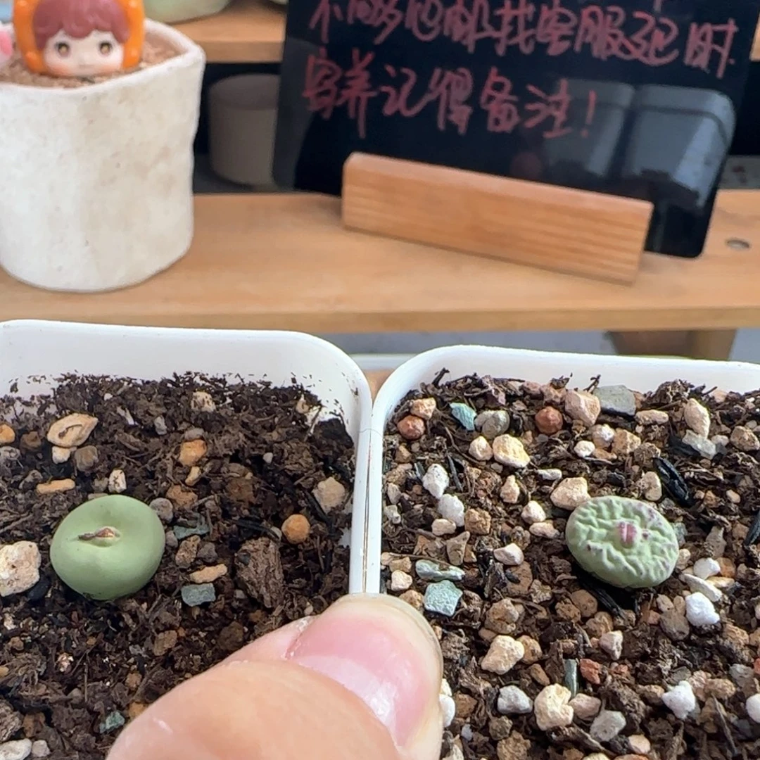 林***琦0155/哈默大型红嘴/