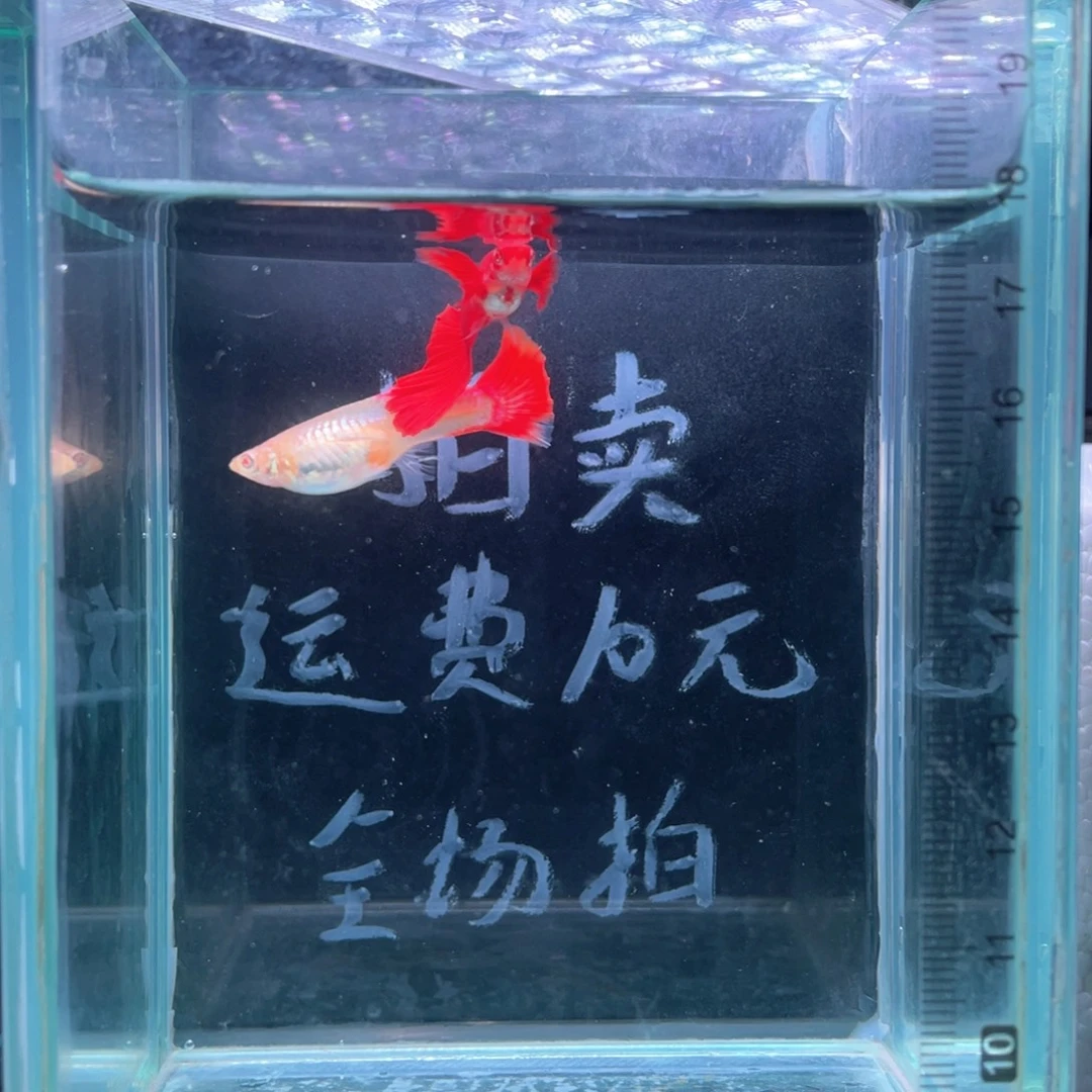 孔雀鱼越南血红战船一对