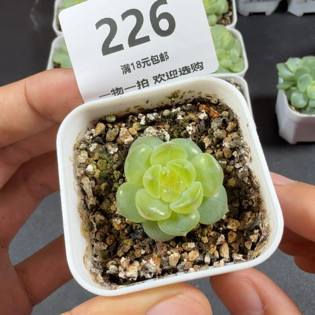 舒月单头一物一拍226