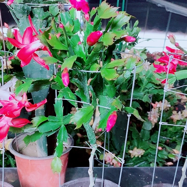 豆***豆无花朵叶仙嫁接一物一拍