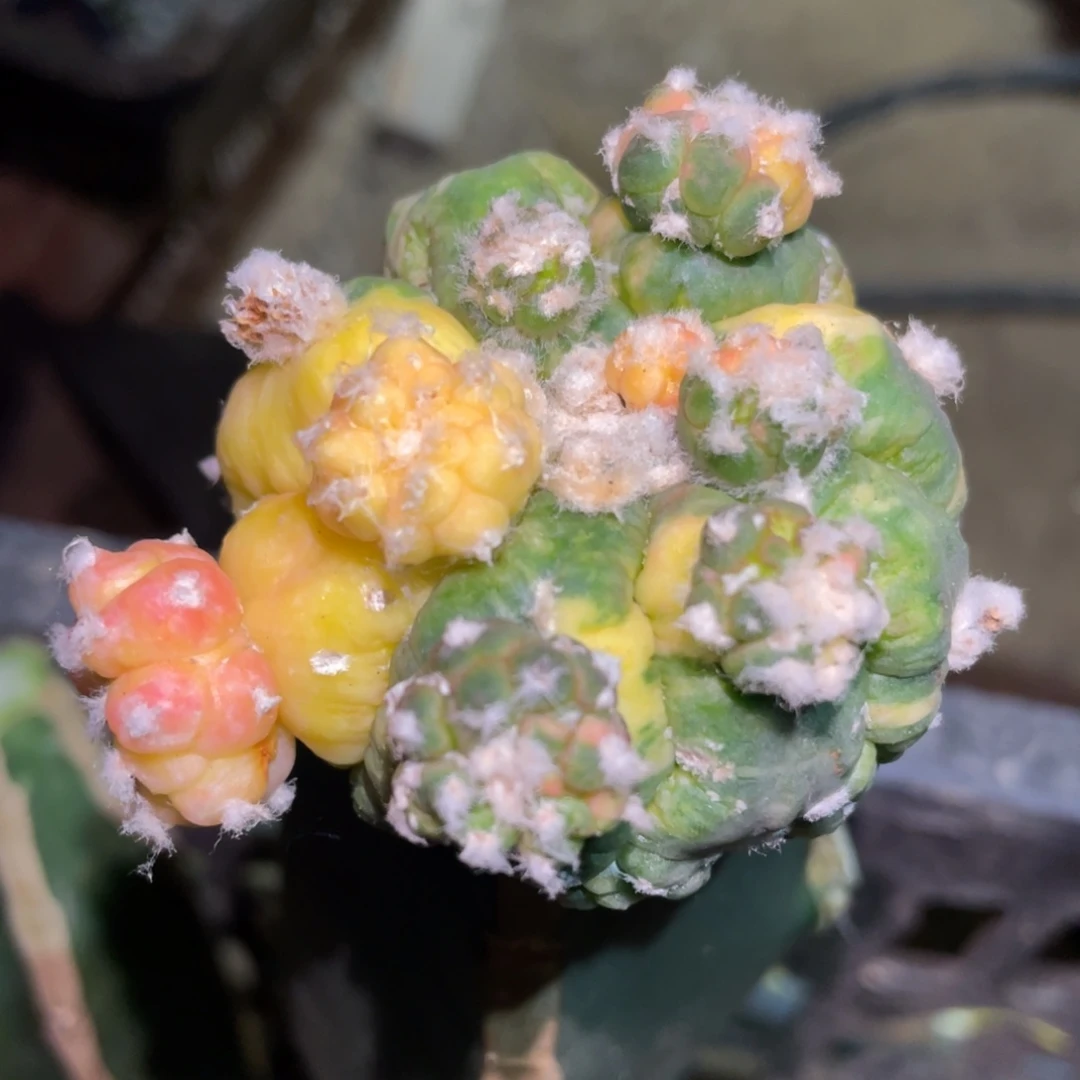 无花朵龟甲悟空兜锦 仙人球