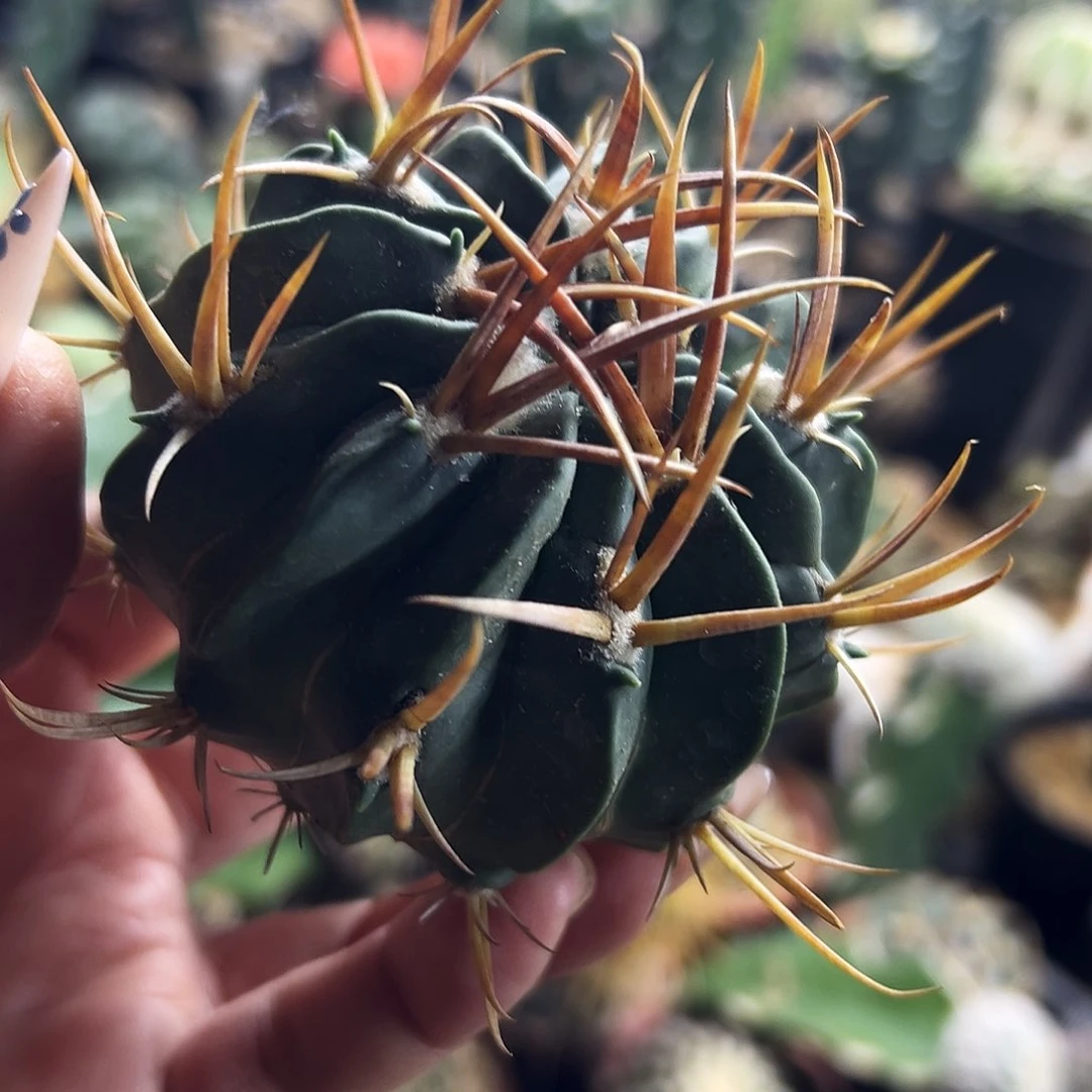 龙剑仙人球11111111111