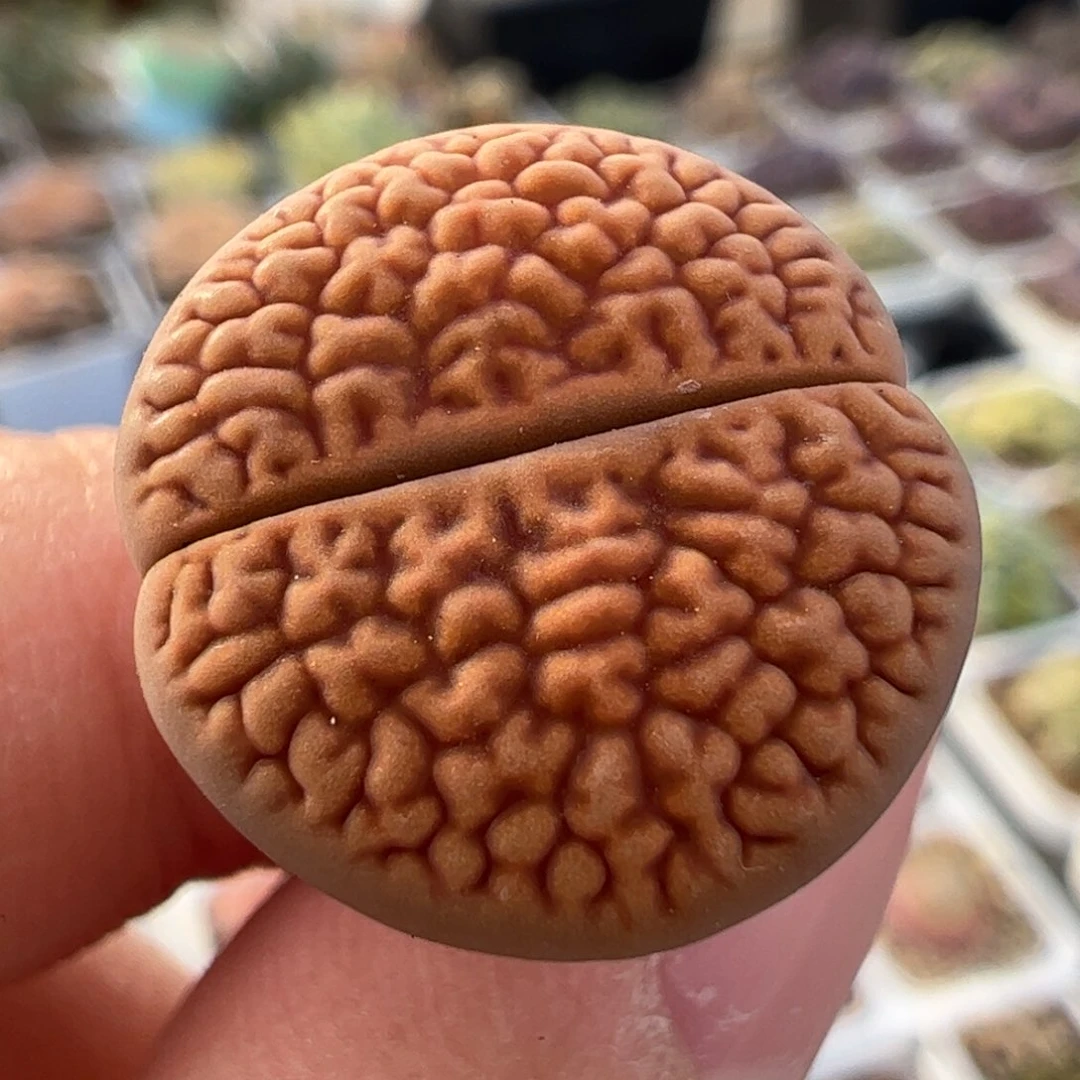 富贵多肉植物百科1