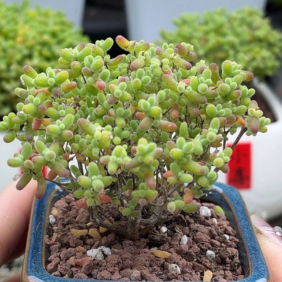 002蜜桔带盆优选枝干