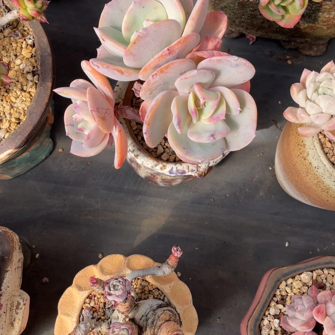 白凤三头老桩群生