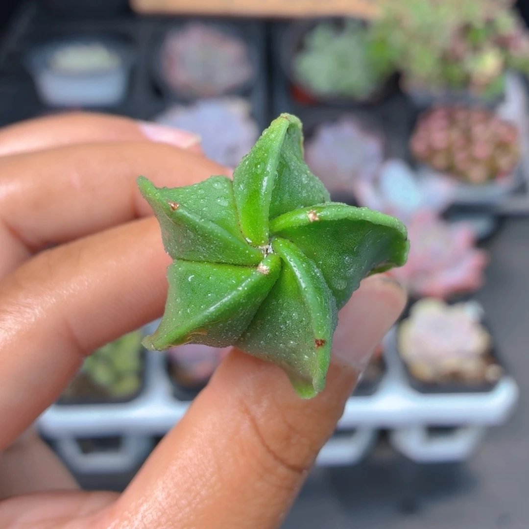 鸾凤玉多肉9.9包邮发货