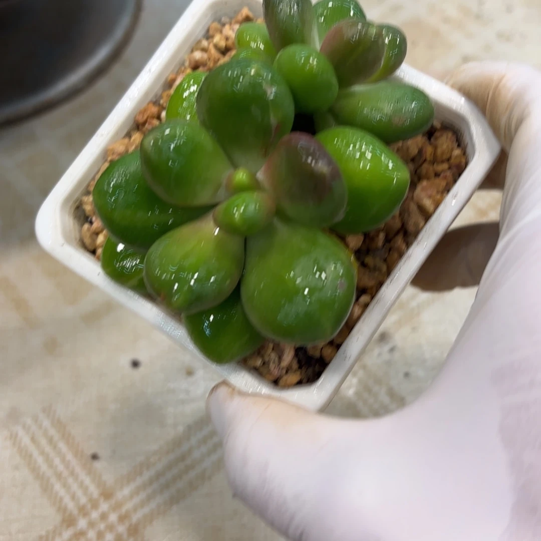 多肉植物芒果奶带拉丝