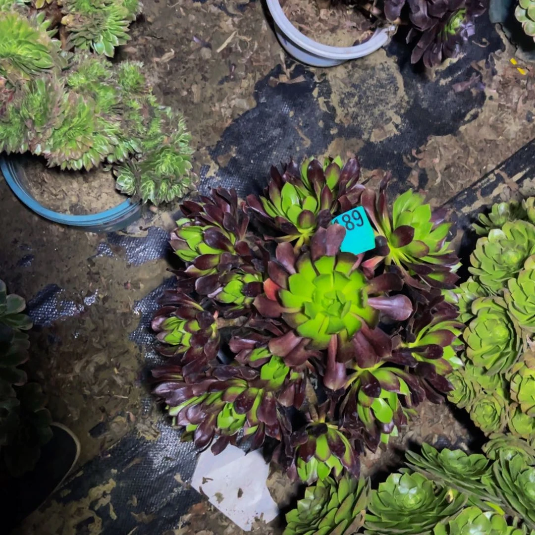 黑法师朵朵花花1-15